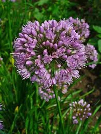 Allium lusitanicum geen maat specificatie 0,55L/P9cm