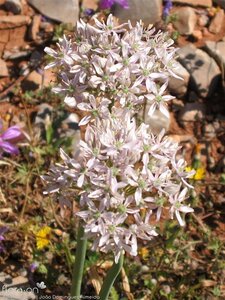 Allium  multibulosum- nigrum geen maat specificatie 0,55L/P9cm