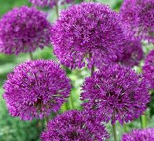 Allium 'Purple Sensation' geen maat specificatie 0,55L/P9cm - image 3