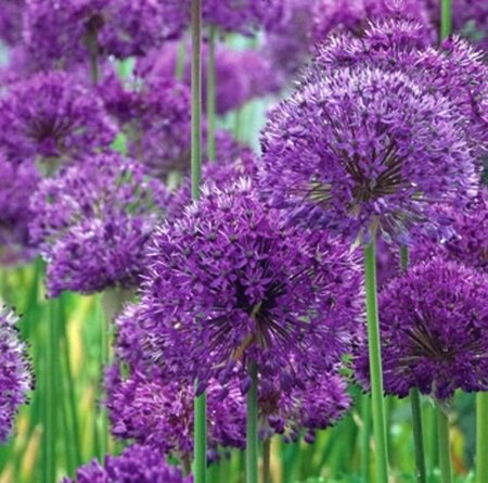 Allium 'Purple Sensation' geen maat specificatie 0,55L/P9cm - image 4