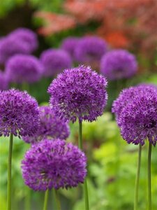 Allium 'Purple Sensation' geen maat specificatie 0,55L/P9cm - image 2