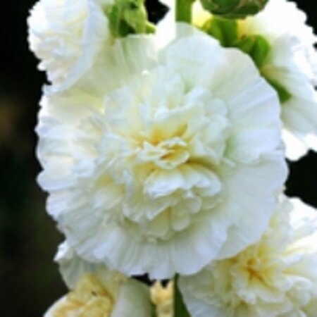 Alcea rosea 'Ch. D. White' geen maat specificatie 0,55L/P9cm - afbeelding 1