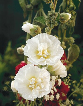 Alcea rosea 'Ch. D. White' geen maat specificatie 0,55L/P9cm - afbeelding 2