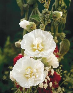 Alcea rosea 'Ch. D. White' geen maat specificatie 0,55L/P9cm - afbeelding 2