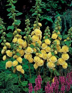 Alcea rosea 'Ch. D. Yellow' geen maat specificatie 0,55L/P9cm - afbeelding 2