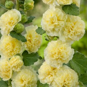 Alcea rosea 'Ch. D. Yellow' geen maat specificatie 0,55L/P9cm - afbeelding 3