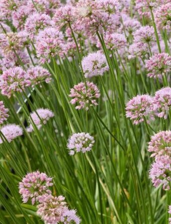Allium 'Summer Beauty' geen maat specificatie 0,55L/P9cm - image 1