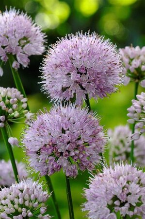 Allium 'Summer Beauty' geen maat specificatie 0,55L/P9cm - image 3