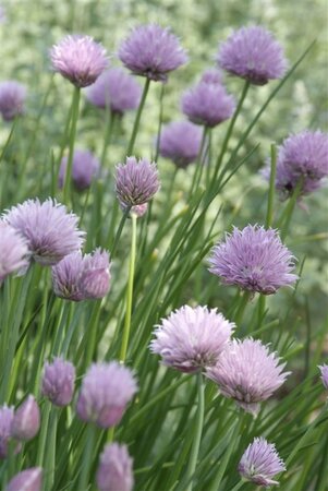 Allium schoenoprasum geen maat specificatie 0,55L/P9cm - image 5