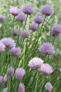 Allium schoenoprasum geen maat specificatie 0,55L/P9cm - image 5
