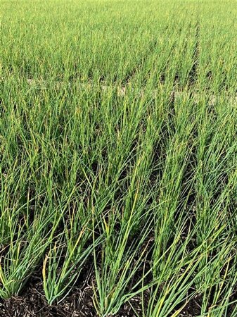 Allium schoenoprasum geen maat specificatie 0,55L/P9cm - image 3