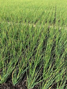 Allium schoenoprasum geen maat specificatie 0,55L/P9cm - image 3