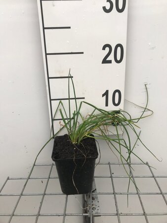 Allium schoenoprasum geen maat specificatie 0,55L/P9cm - image 5