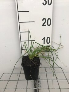 Allium schoenoprasum geen maat specificatie 0,55L/P9cm - image 5