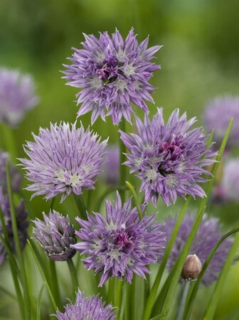 Allium schoenoprasum geen maat specificatie 0,55L/P9cm - image 3