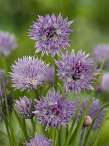 Allium schoenoprasum geen maat specificatie 0,55L/P9cm - image 3