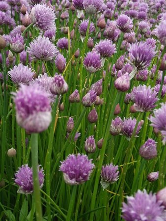 Allium schoenoprasum geen maat specificatie 0,55L/P9cm - image 2