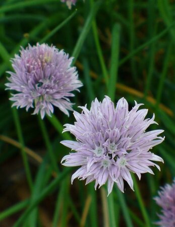Allium schoenoprasum geen maat specificatie 0,55L/P9cm - image 1