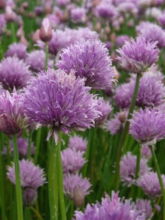 Allium schoenoprasum geen maat specificatie 0,55L/P9cm - image 10