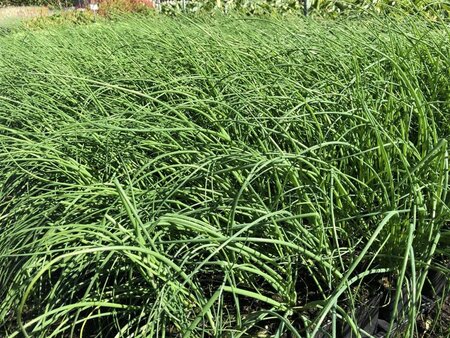 Allium schoenoprasum geen maat specificatie 0,55L/P9cm - image 2