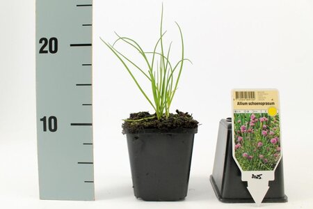 Allium schoenoprasum geen maat specificatie 0,55L/P9cm - image 4