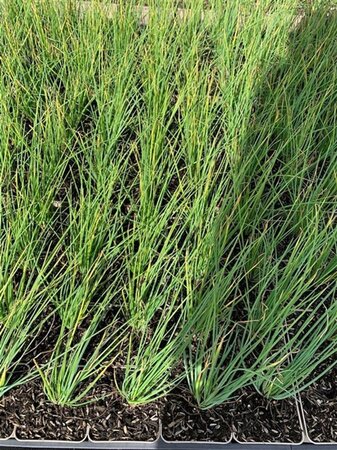 Allium schoenoprasum geen maat specificatie 0,55L/P9cm - image 4