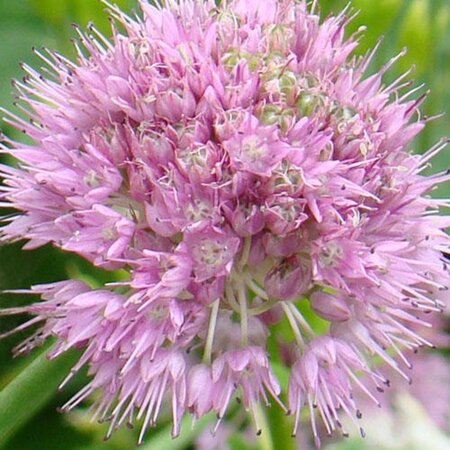 Allium senescens geen maat specificatie 0,55L/P9cm - image 1