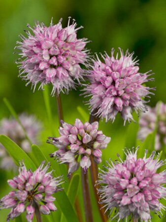 Allium senescens geen maat specificatie 0,55L/P9cm - image 2