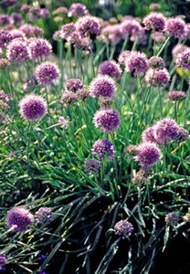 Allium senescens geen maat specificatie 0,55L/P9cm - image 3