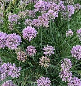 Allium senescens 'Lisa Blue' geen maat specificatie 0,55L/P9cm