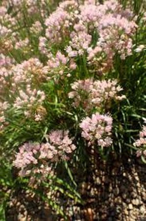 Allium 'Sugar Melt' geen maat specificatie 0,55L/P9cm