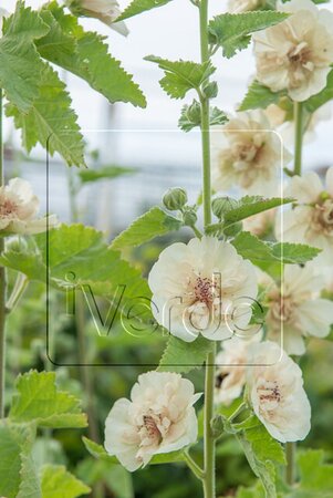 Alcalthaea suffr. 'Parkallee' geen maat specificatie 0,55L/P9cm - afbeelding 1