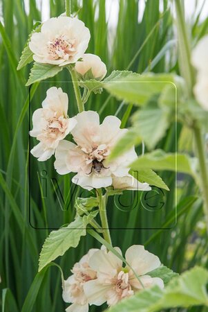 Alcalthaea suffr. 'Parkallee' geen maat specificatie 0,55L/P9cm - afbeelding 2