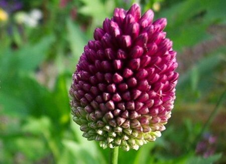 Allium sphaerocephalon geen maat specificatie 0,55L/P9cm - image 5