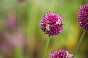 Allium sphaerocephalon geen maat specificatie 0,55L/P9cm - image 2