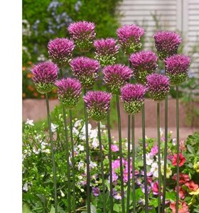 Allium sphaerocephalon geen maat specificatie 0,55L/P9cm - image 4