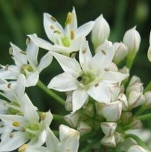 Allium tuberosum geen maat specificatie 0,55L/P9cm