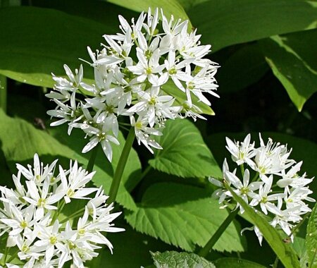 Allium ursinum geen maat specificatie 0,55L/P9cm - image 7