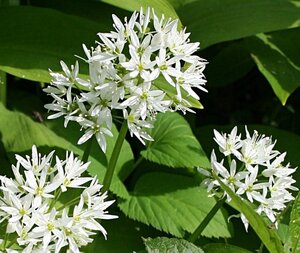 Allium ursinum geen maat specificatie 0,55L/P9cm - image 7