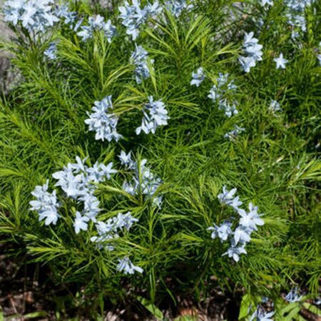 Amsonia ciliata geen maat specificatie 0,55L/P9cm