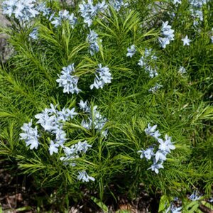 Amsonia ciliata geen maat specificatie 0,55L/P9cm