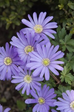 Anemone blanda geen maat specificatie 0,55L/P9cm - afbeelding 3