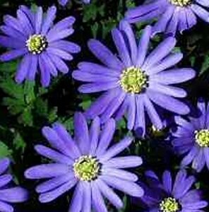 Anemone blanda geen maat specificatie 0,55L/P9cm