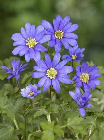 Anemone blanda geen maat specificatie 0,55L/P9cm - image 2