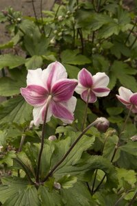 Anemone Dainty Swan geen maat specificatie 0,55L/P9cm