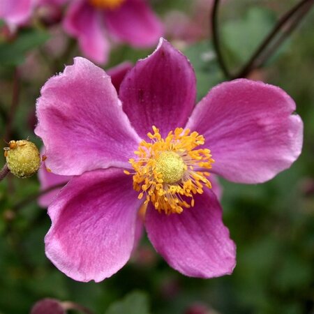 Anemone hyb. 'Bowles' Pink' geen maat specificatie 0,55L/P9cm - afbeelding 1