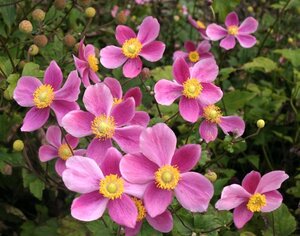 Anemone hyb. 'Bowles' Pink' geen maat specificatie 0,55L/P9cm - afbeelding 2