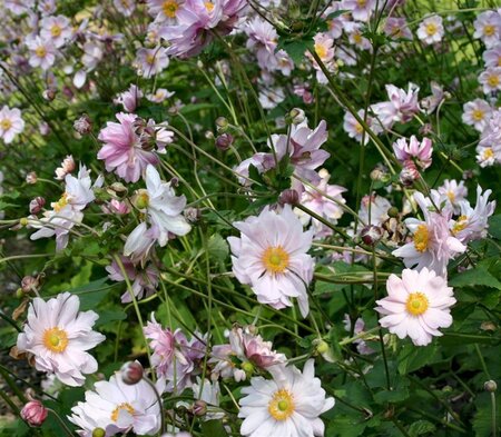 Anemone hyb. 'Mont-rose' geen maat specificatie 0,55L/P9cm - afbeelding 2