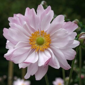 Anemone hyb. 'Mont-rose' geen maat specificatie 0,55L/P9cm - afbeelding 3