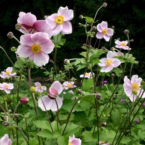 Anemone hyb. 'Richard Ahrens' geen maat specificatie 0,55L/P9cm - afbeelding 1